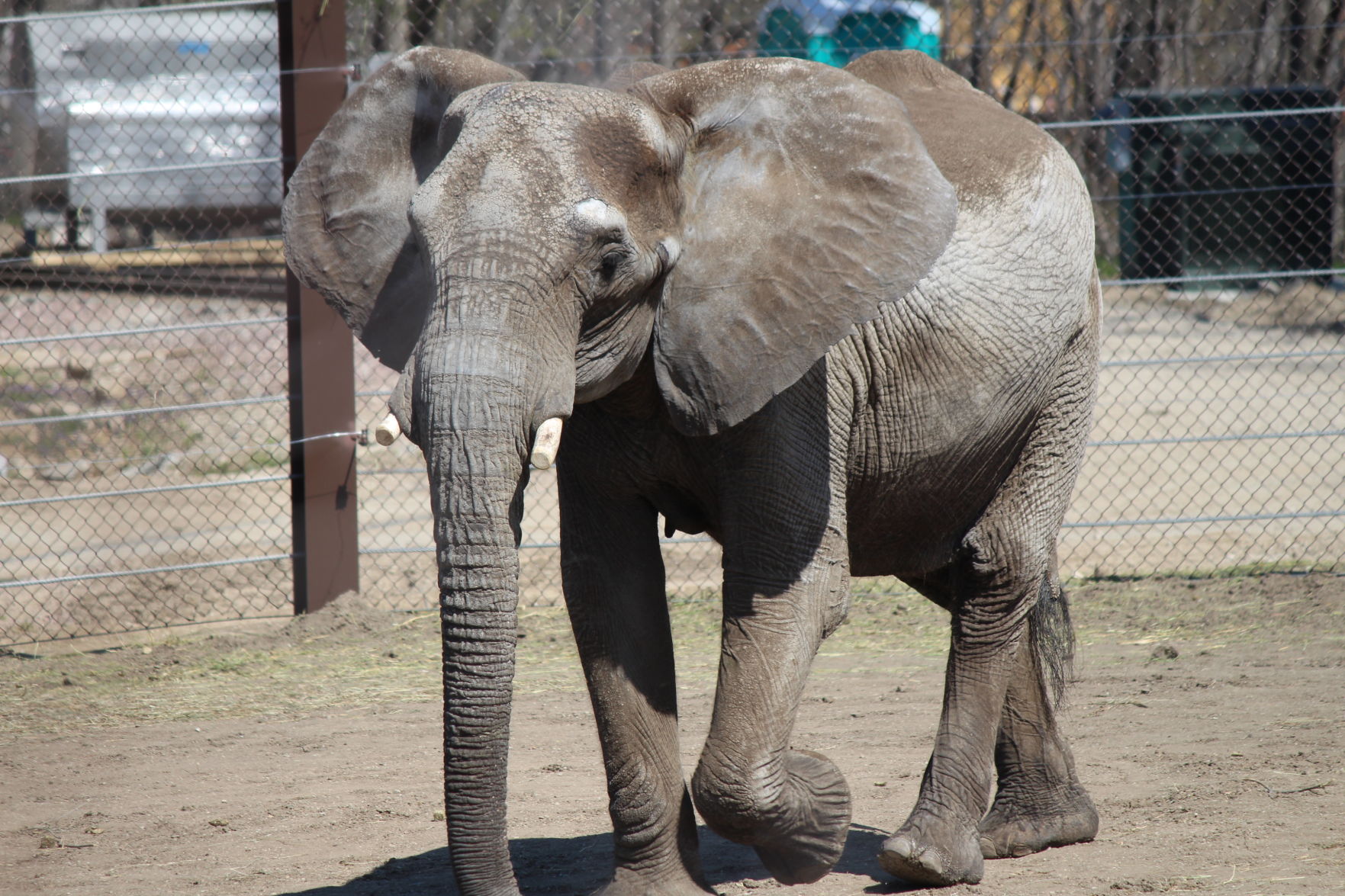 Jayei the elephant